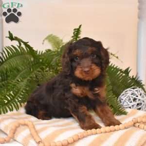Chance, Cavapoo Puppy
